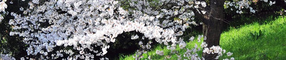 Flowermail.mobi